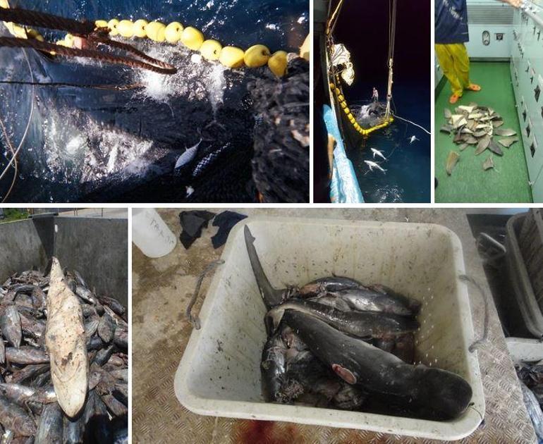 Pasifik’te yıllarca balıkçı gemilerinde köpekbalığı yüzgeci tespit edildi, soruşturma dün açıldı