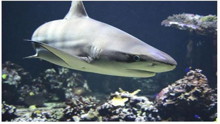 Marmarada köpek balığı alarmı Büyük artış