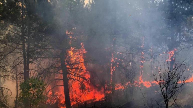 Edirne’de korkutan orman yangını