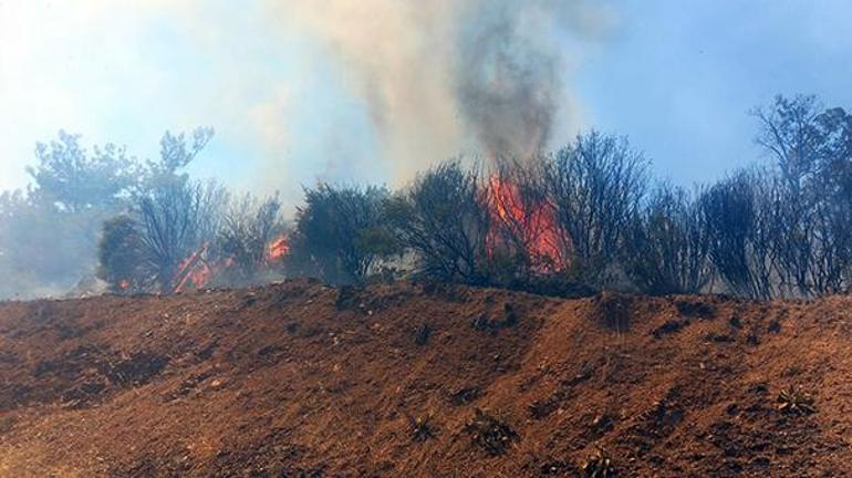 İzmir, Aydın ve Balıkesirde orman yangını Havadan ve karadan müdahale sürüyor