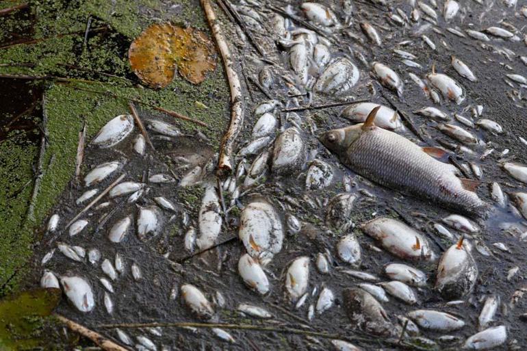 Avrupanın göbeğinde felaket Oder Nehrinde 10 ton balık telef oldu... Polonya Başbakanından sert tepki