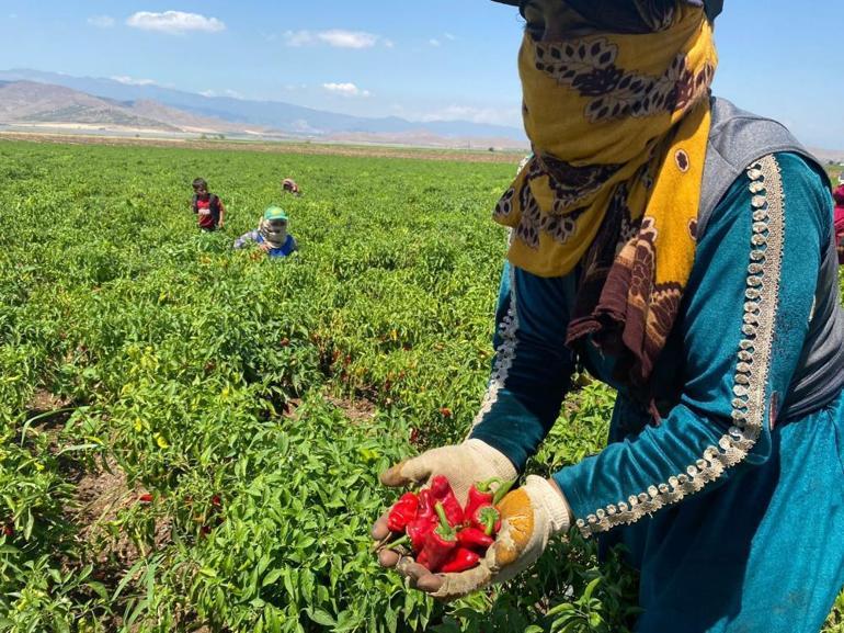 Kırmızı biber hasadı başladı Tarladan markete fiyat 2 kat artıyor