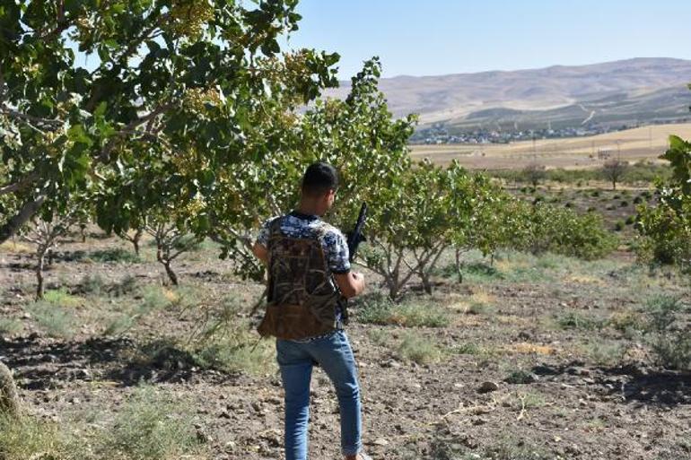 Fıstık fiyatları uçuşa geçince silahlı nöbet başladı