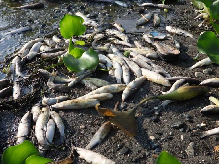 Hatayda su sümbülleri ve ölü balıklar Samandağ sahiline yayıldı