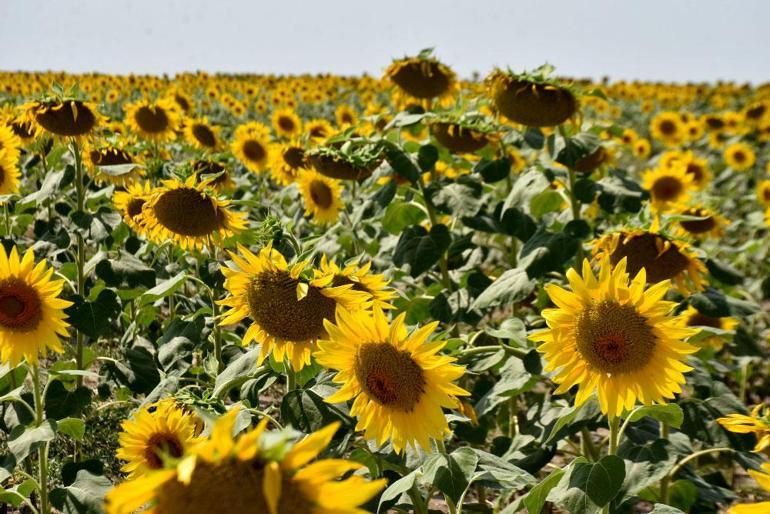 Ayçiçek yağı ile ilgili son dakika kararı 12 bin lira avans ödenecek