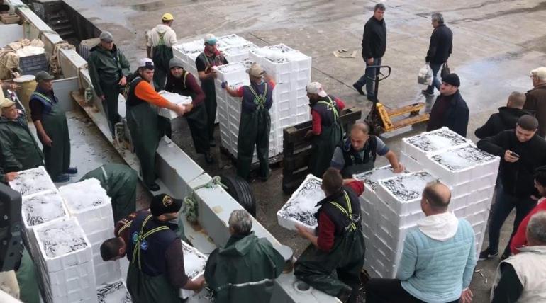 Marmarada hamsi dönemi başladı Kasa kasa getirdiler, kilo fiyatı belli oldu