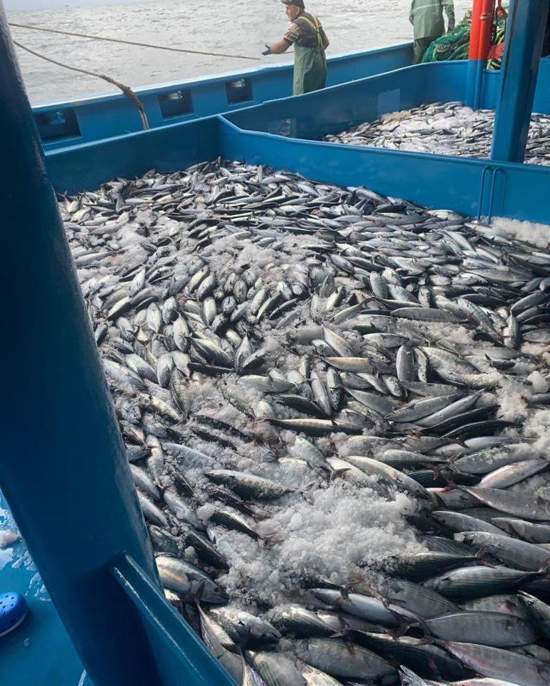 Denizden palamut fışkırdı 10 bin kasa balık yakaladılar