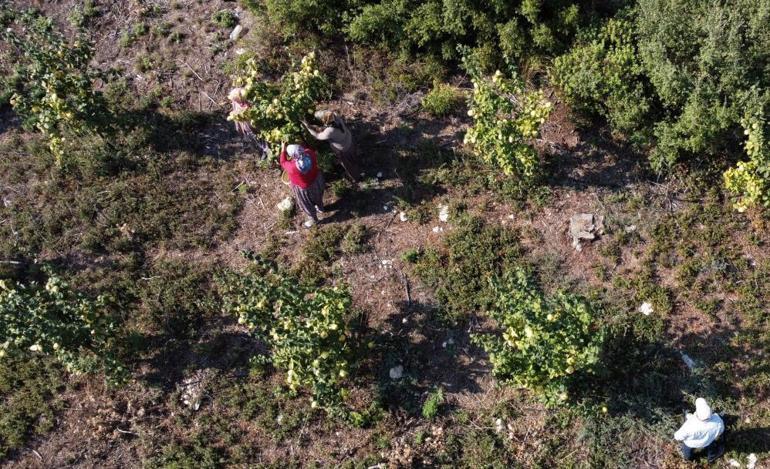 Genç çiftçi, atıl araziyi tarıma kazandırdı Her bir ağaç 30 kilo meyve veriyor