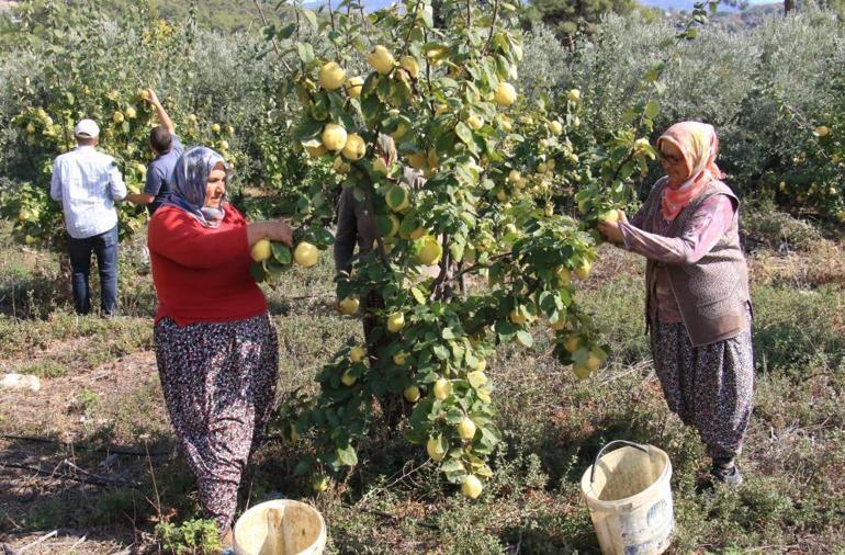 Genç çiftçi, atıl araziyi tarıma kazandırdı Her bir ağaç 30 kilo meyve veriyor