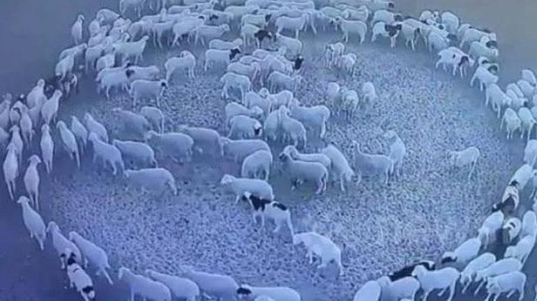 Köylüler şaşkın 12 gün boyunca dönen koyunların gizemi çözüldü