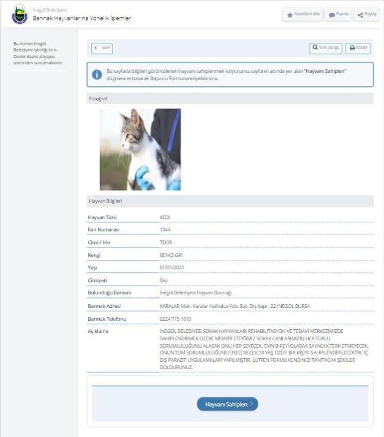 Hayvan sahiplenmek isteyenleri ilgilendiriyor Başvurular e-devlet üzerinden yapılıyor