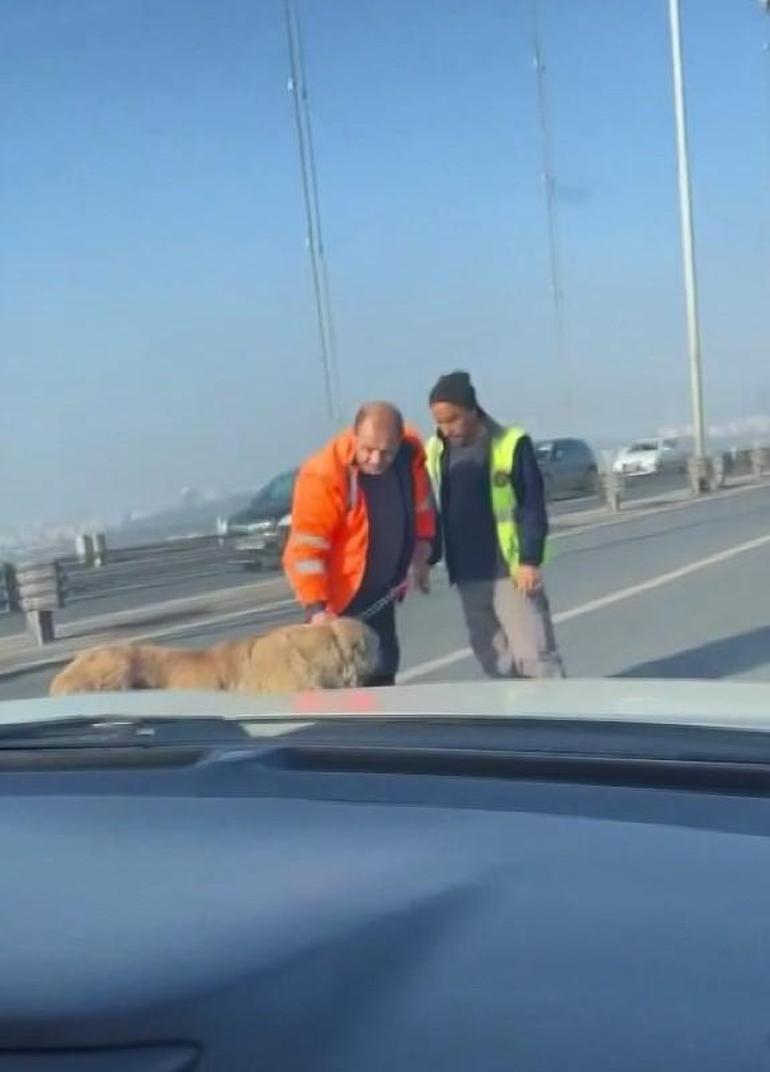 15 Temmuz Şehitler Köprüsü’nde yürüyen sokak köpeğini sürücüler kurtardı
