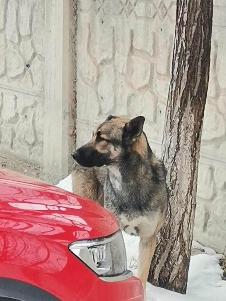 Köpeğin saldırısına uğrayan Emir Mete Durna hayatını kaybetti Skandal ortaya çıktı