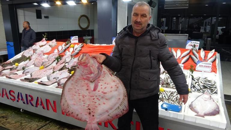 Kilosu 600 liradan satılıyor Karadeniz’de kalkan bolluğu