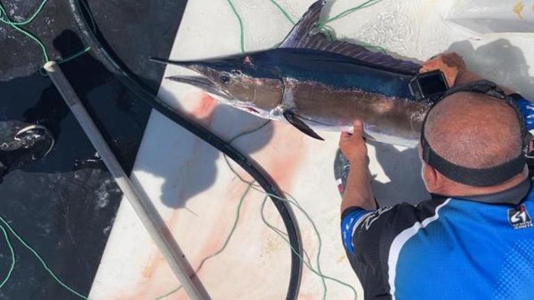 Mızrakla 50 kiloluk merlin balığı yakalandı