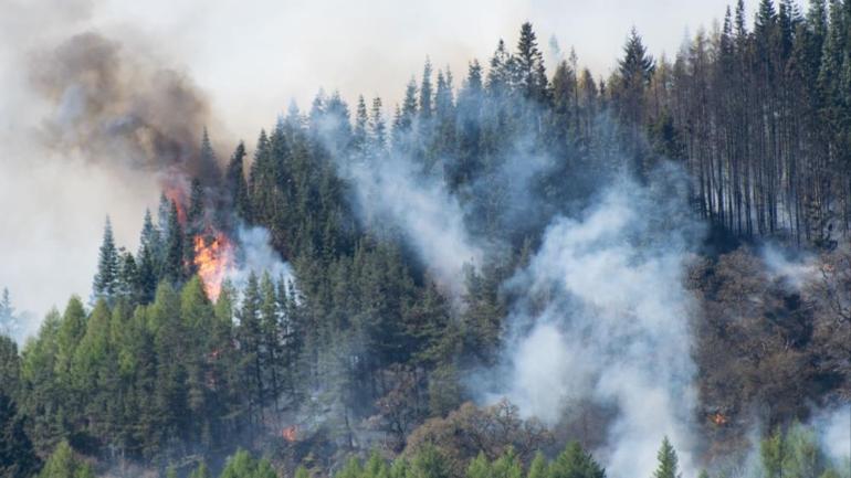 Orman fakültesinden yangın uyarısı: Sıkıntılı dönemler bizi bekliyor