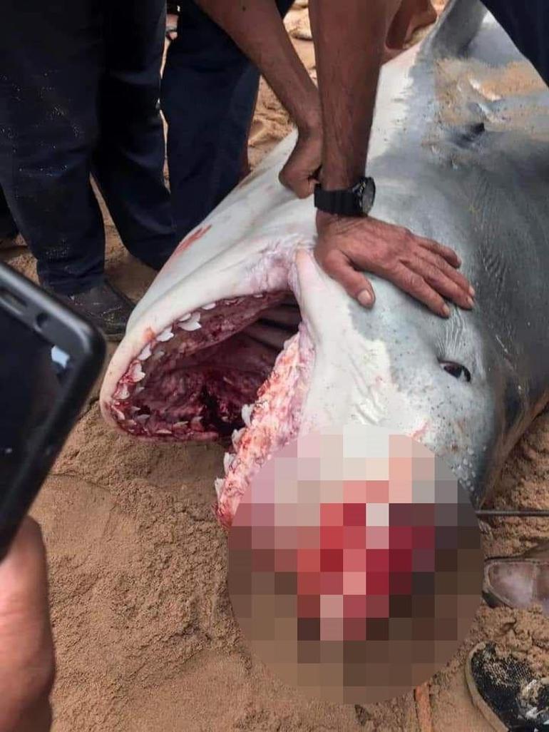 Katil köpek balığı için profesörden ürperten yorum: Mısırda ölen Rus turist ilk vakası olmayabilir