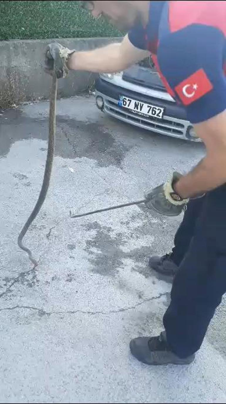 Otomobilin motor kısmından 2 metre yılan çıktı