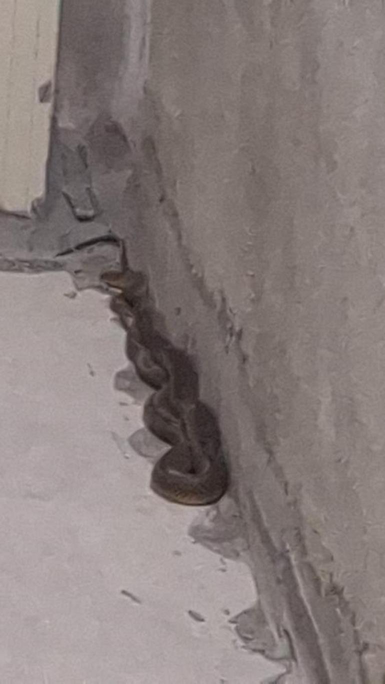 Apartmanın içine giren 3 buçuk metrelik yılan yakalandı