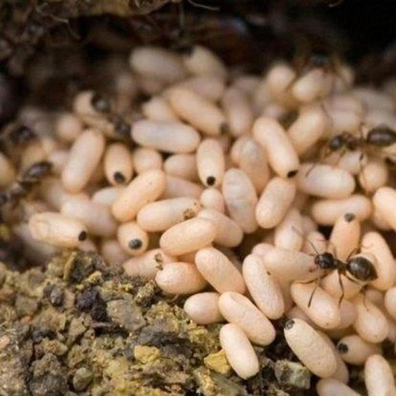 Karınca Yumurtası Yağı Nasıl Kullanılır Karınca Yumurtası Yağı Kullanırken Yapılması Gerekenler...