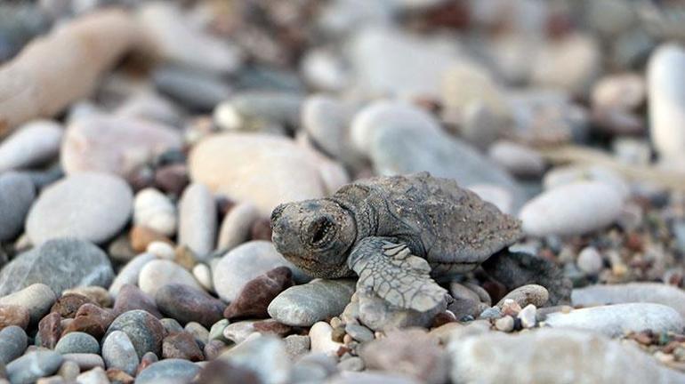 Deniz kaplumbağalarını besleyene 244 bin lira ceza