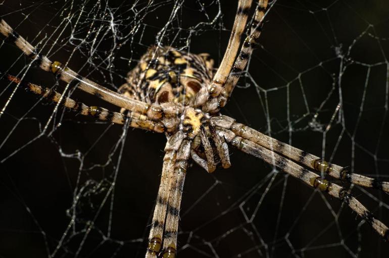 Dünyada nadir görülen örümcek Kahramanmaraşta ortaya çıktı