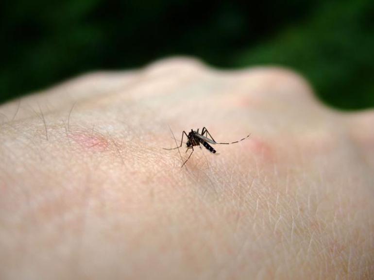 Sivrisinek ısırığı deyip geçmeyin komaya ve ölüme götürebilir Özellikle hamileler için büyük risk
