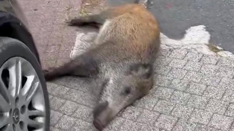 İstanbul’da yaban domuzu paniği: Şehir merkezine inip sokaklarda dolaştı