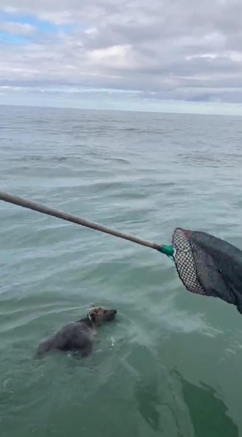 Denizin ortasında balıkçıların ağına bu kez balık değil yavru ayı takıldı