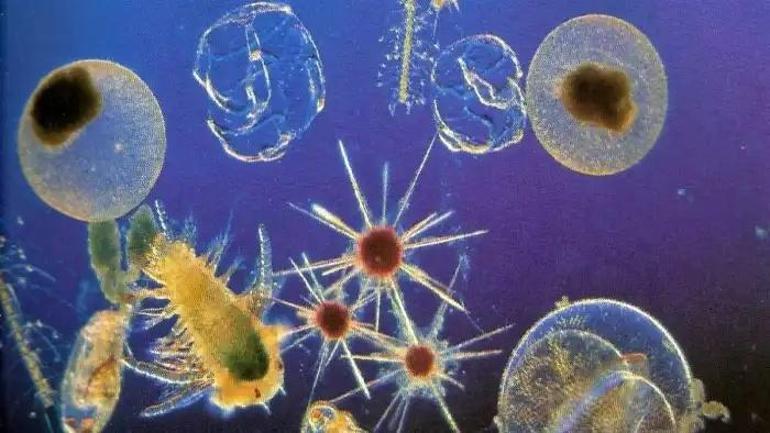 Fitoplankton Nedir, Ne İşe Yarar Fitoplankton Nerelerde Bulunur