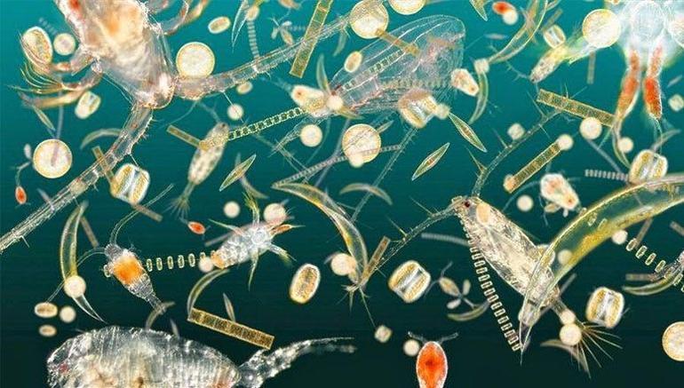 Plankton Nedir Plnktonların Özellikleri Ve Türleri Nelerdir