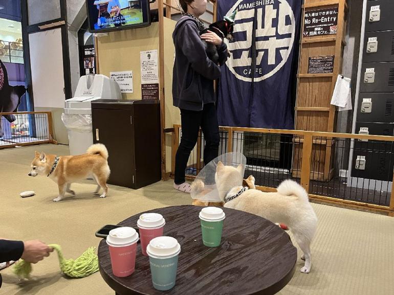 Tokyo’da gençlerin gözdesi yavru köpekli kafeler