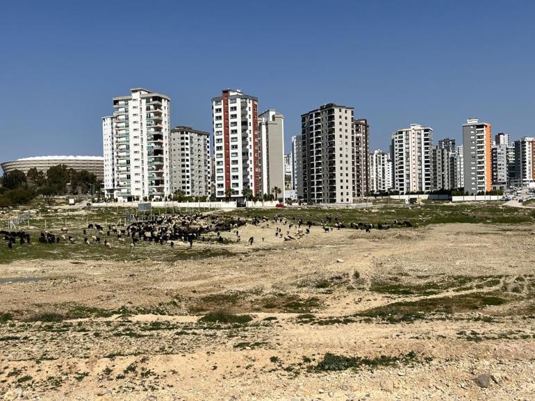 Adanada milyonluk evlerin önü otlağa döndü