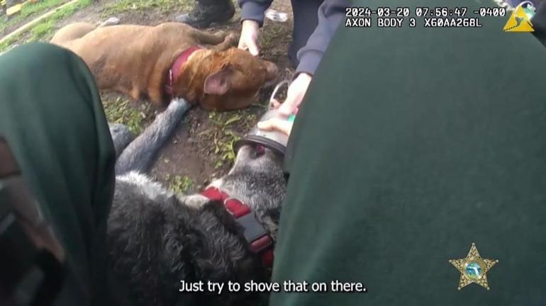 Yanan evde baygın bulunan iki köpek ilk yardımla hayata döndü