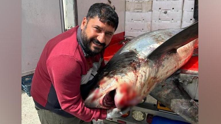 Adanada köpekbalığı yakalandı Tam 3 metre boyunda, 200 kilo