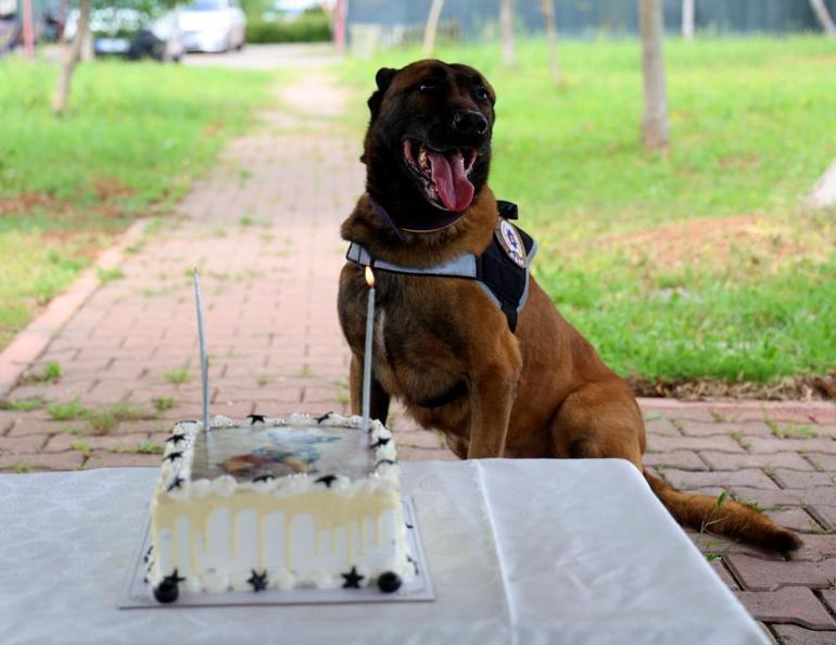 Narkotik köpeği Hulkun 7nci yaş günü pasta kesilerek kutlandı