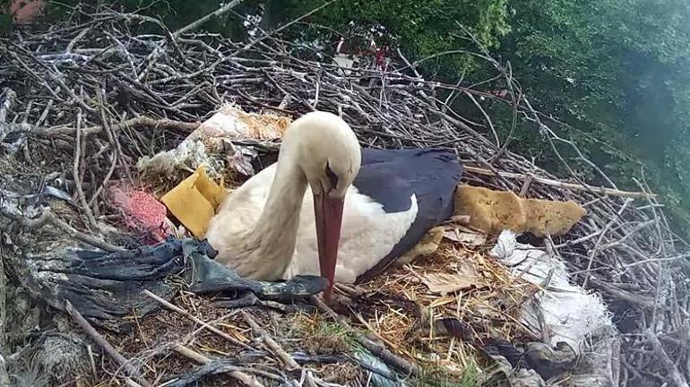 Mahallenin maskotu haline geldi Kurulan kamera sayesinde saniye saniye izlenecek