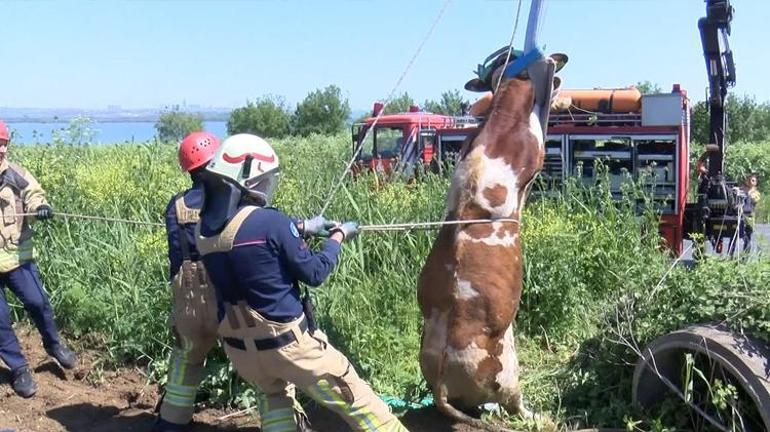 Sürüden ayrılan kurbanlık dana açık bırakılan yağmur suyu drenaj kuyusuna düştü