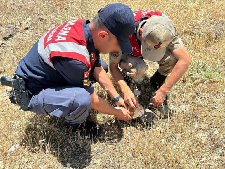 Jandarmanın bulduğu iki yırtıcı kuşa Gaziantep Hayvanat Bahçesine teslim edildi