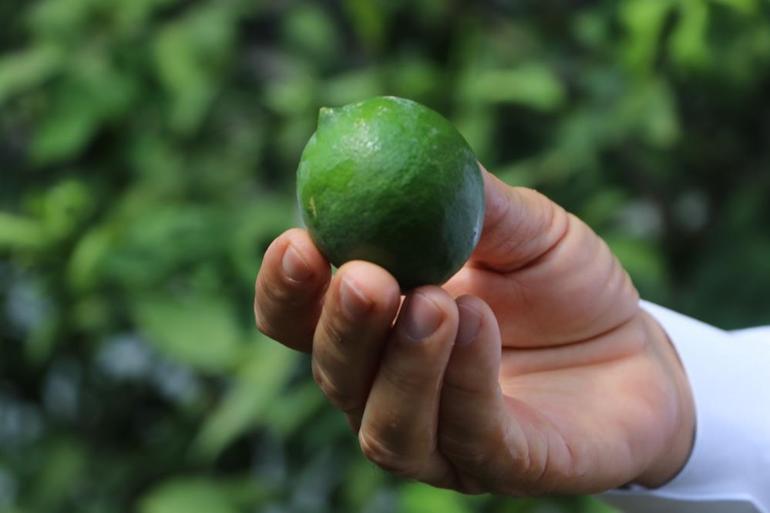 Erken hasat edilen Mayer limonların kalitesinde büyük risk