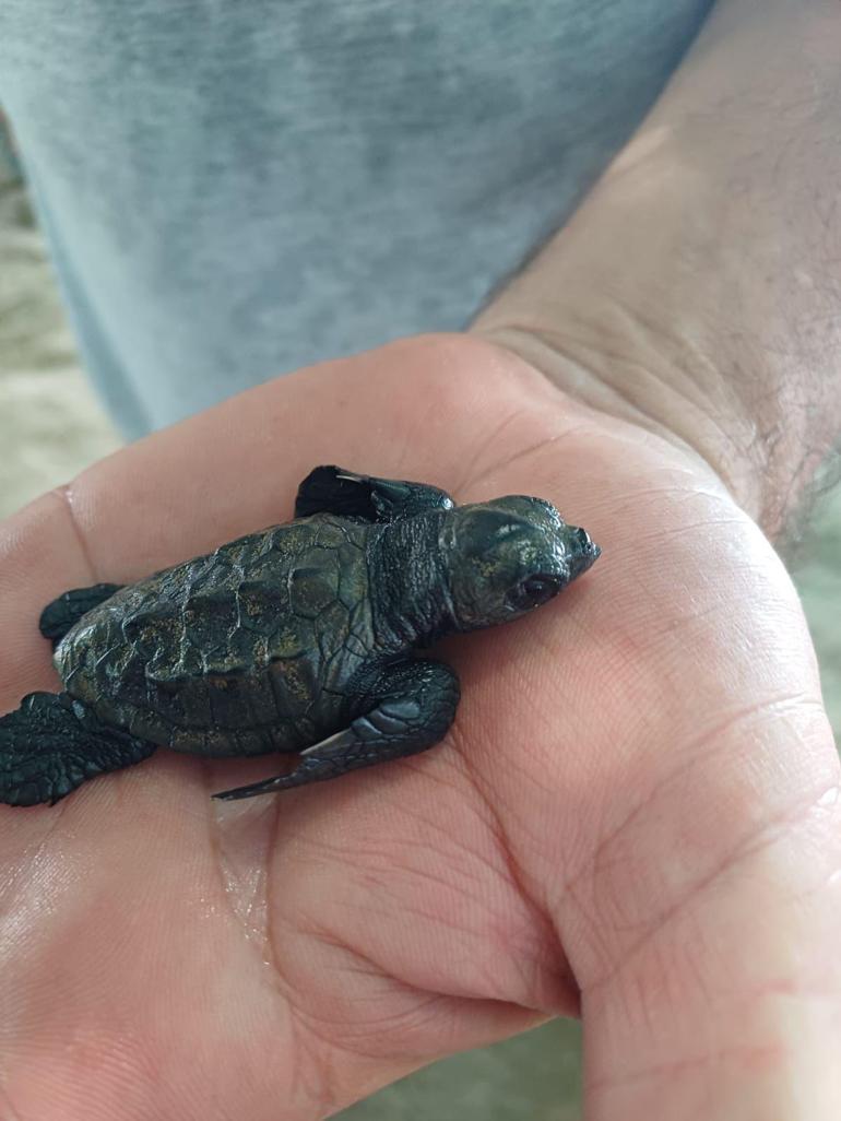 Adana Yumurtalık sahilinde bulunan caretta caretta yavruları koruma altına alındı