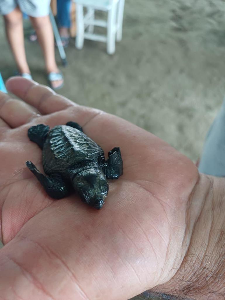 Adana Yumurtalık sahilinde bulunan caretta caretta yavruları koruma altına alındı