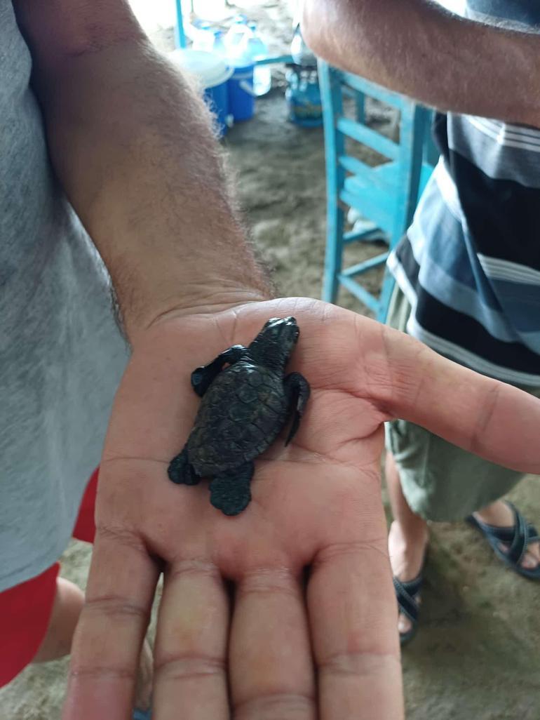 Adana Yumurtalık sahilinde bulunan caretta caretta yavruları koruma altına alındı