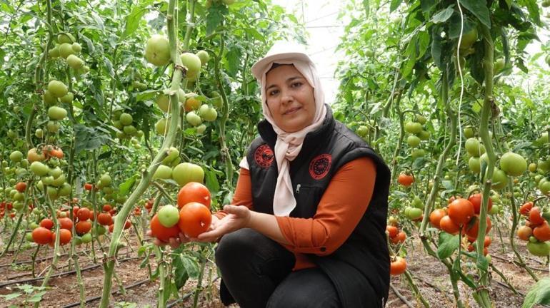 Gaziantepte seralara kadın eli değdi: 14 kadın eğitim aldıkları serada üretime başladı