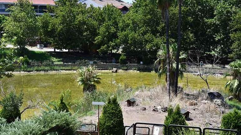 Adanada göç yolu üzerinde bulunan Kuş cenneti sessizliğe büründü: Adanaya ayrı bir renk katıyordu