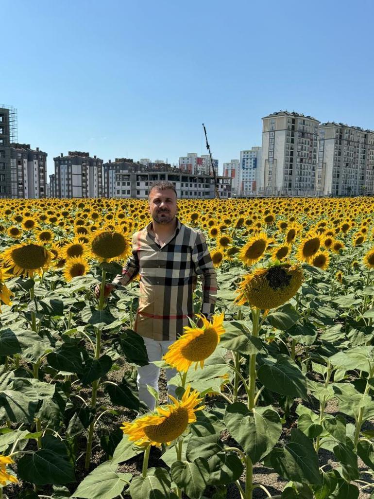 Güneydoğu’nun 7 aylık ayçiçek yağı ihracatı 294 milyon dolar