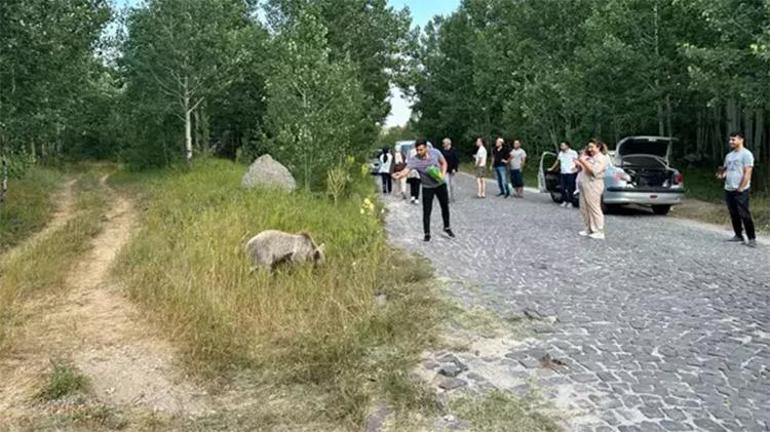 Nemrut Krater Gölünü ziyaretçileri ayı ile selfie çekip cips ikram ettiler: Burası doğal bir ortam