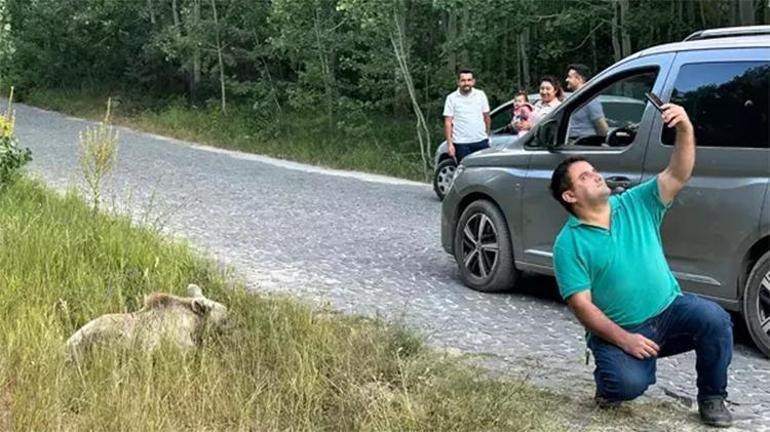 Nemrut Krater Gölünü ziyaretçileri ayı ile selfie çekip cips ikram ettiler: Burası doğal bir ortam