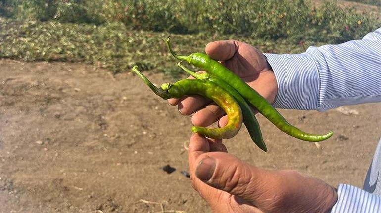 Plansız üretim ve maliyetler Eskişehirde üreticiyi vurdu Mahsul toprakta kaldı