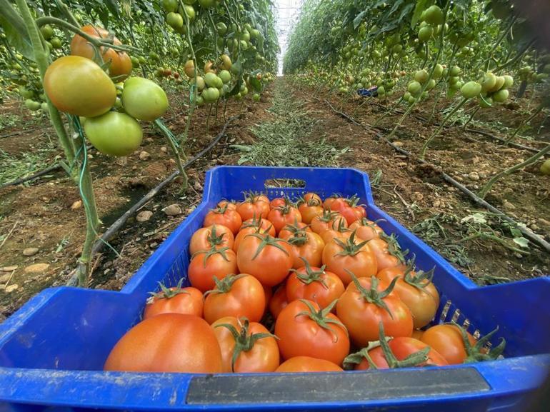 Antalyada sera domatesinin ilk hasadı yapıldı